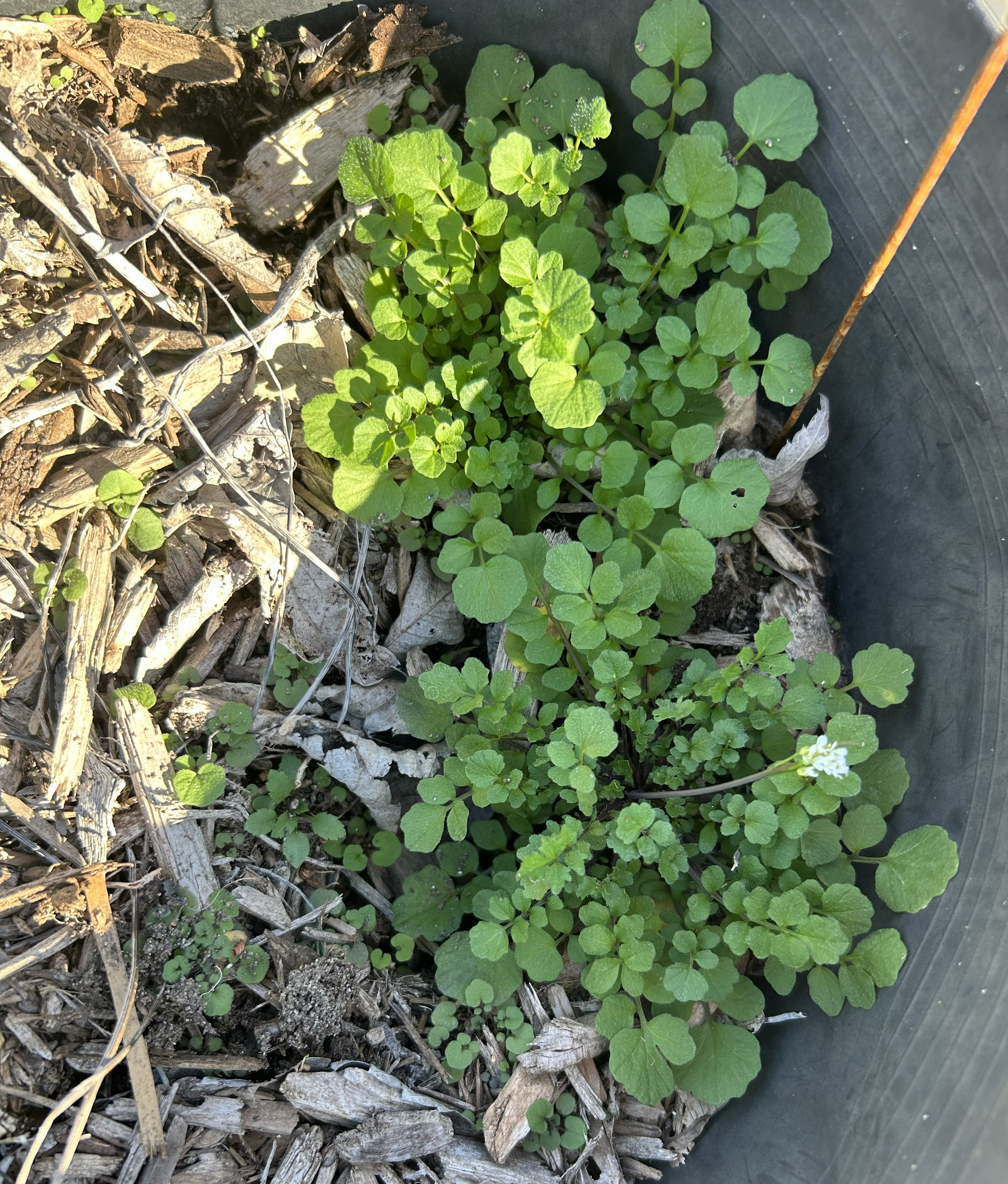 Hairy bittercress growing amongst ground debris.